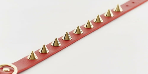 Golden Spike Red Collar